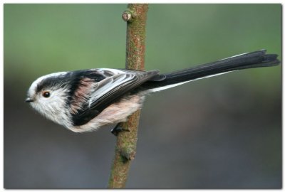 Long Tailed Tit 5091_filtered