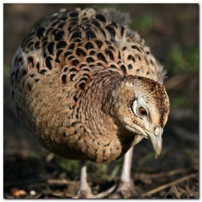 Female Pheasant 5261_filtered