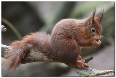Red Squirrel 6198