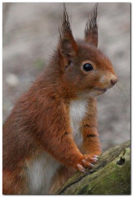 Red Squirrel  6206