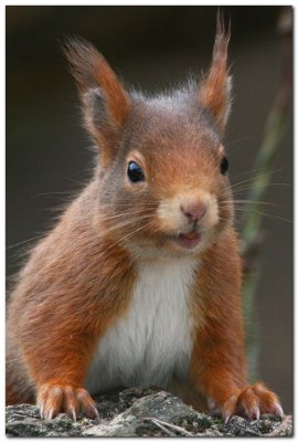 Red Squirrel  6249