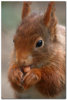 Red Squirrel  6261
