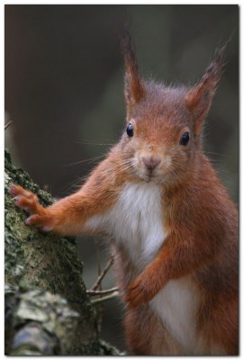 Red Squirrel  6292