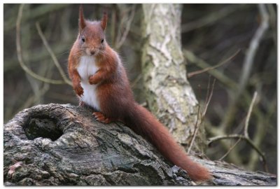 Red Squirrel  6350