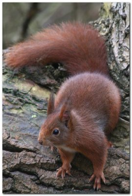Red Squirrel  6356
