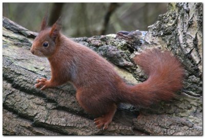 Red Squirrel 6357