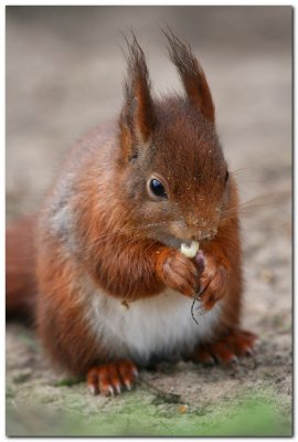 Red Squirrel  6394