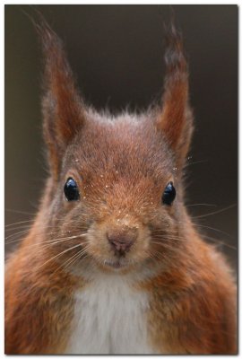 Red Squirrel 6407