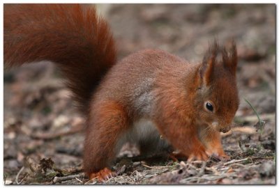 Red Squirrel 6414