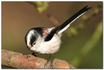 Long Tailed Tit 6488