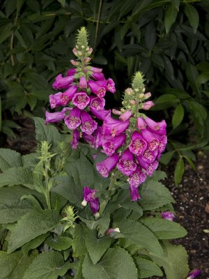 IMG_1322.jpg