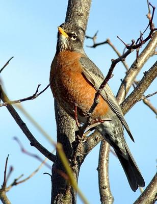 Robin