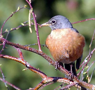 Robin
