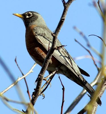 Robin