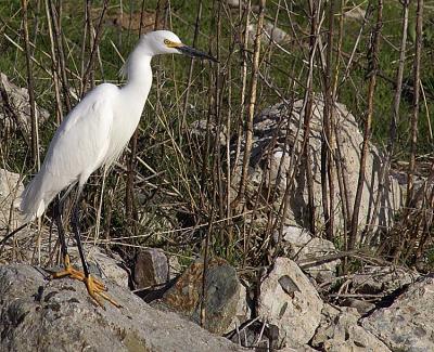 Egret