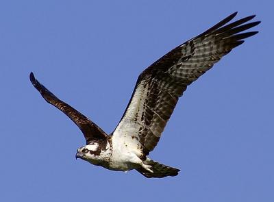 Osprey