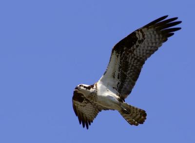 Osprey