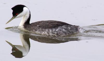 Western Grebe