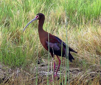 White Face Ibis