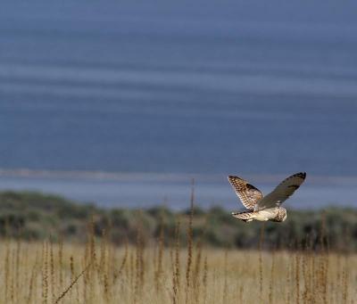 Flying Short-eared Owl