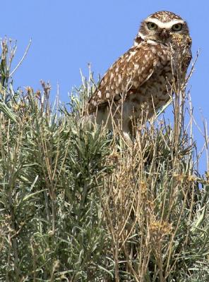 Burrowing Owl