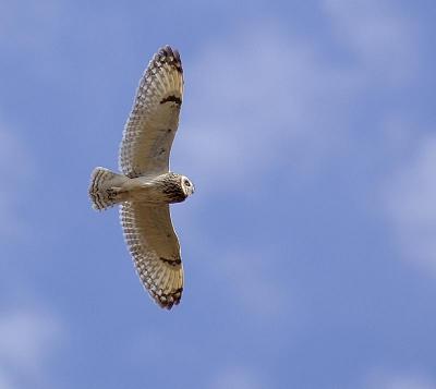 Flying Short-eared Owl