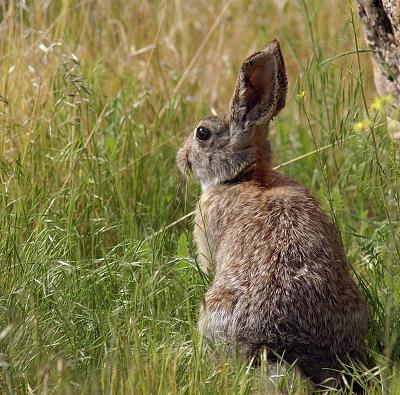 Rabbit on Antelope Island, UT