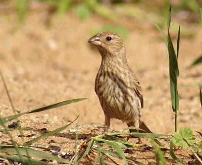 Housefinch