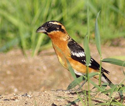 Black-Headed Grosbeak