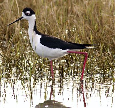Black-necked Stilt