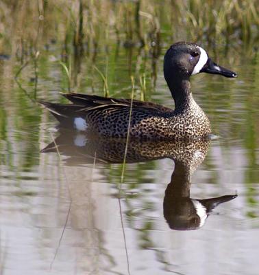 Blue-winged Teal