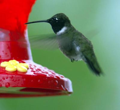 Black-chinned Hummingbird