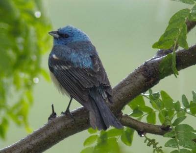Lazuli Bunting
