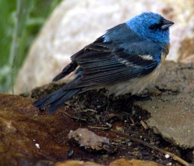 Lazuli Bunting