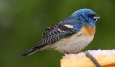 Lazuli Bunting