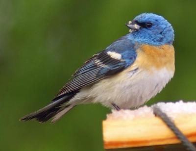 Lazuli Bunting