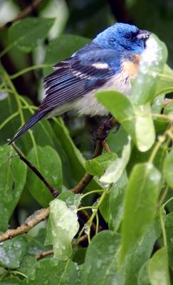 Lazuli Bunting