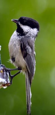 Black-capped Chickadee
