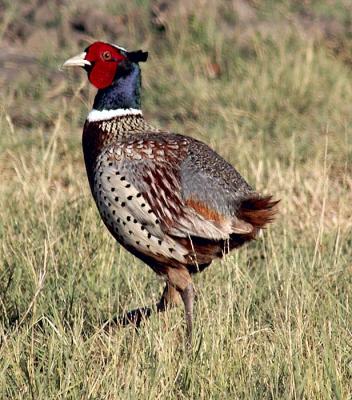 Ring-necked Pheasent