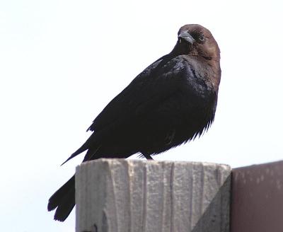 Cowbird