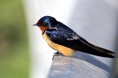 Barn Swallow