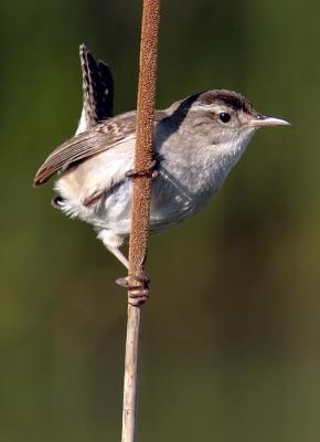 Marsh Wren??