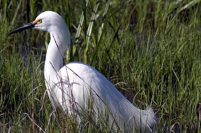 Egret