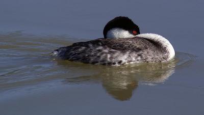 Grebe at Rest