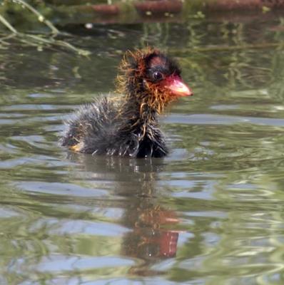 Baby Coot