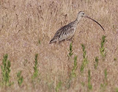 Curlew