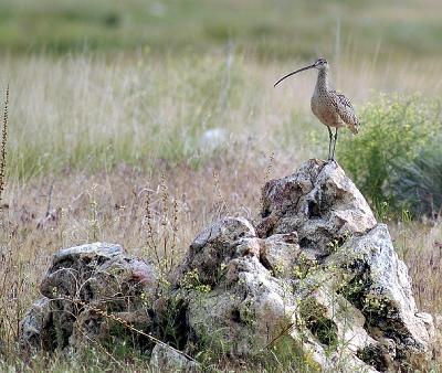 Curlew