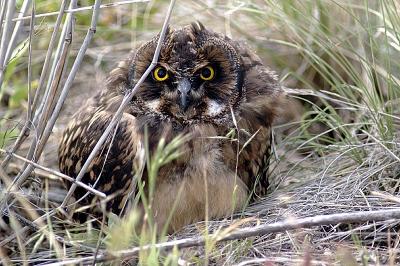 Young Short-eared Owl