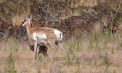 Pronghorn mother and youngster