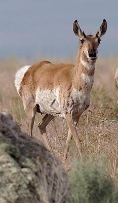 pronghorn on Antelope Island